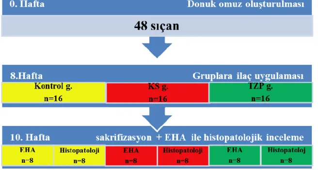 Şekil 3.2: Grupların şematik göstermesi 