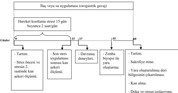 Tablo 3. 1. Deney protokolü 