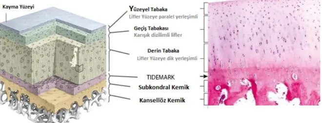 Şekil 10. Kıkırdak dokusunun tabakaları 