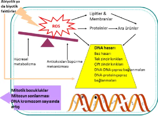 Şekil 2.3 Serbest Oksijen Radikallerinin hücredeki etkileri [22] 