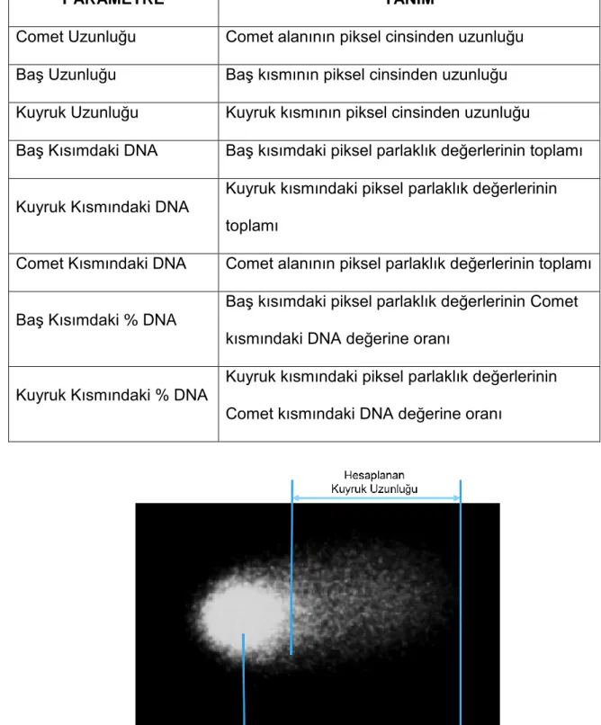 Çizelge 2. Hesaplanan Comet ölçüm parametreleri ve tanımları 