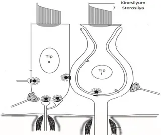 Şekil 2.2. Tip 1 ve tip 2 saçlı hücreler, sterosilya ve kinesilyum dizilimleri 