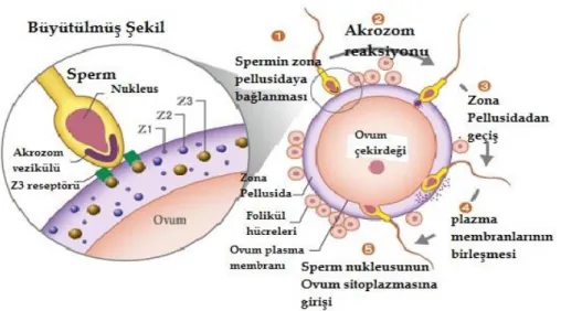 Şekil 2.1. Spermin oosite bağlanması ve zona tabakasının penetrasyonu [109] 