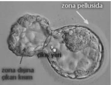 Şekil 2.6. Blastokist hatching, 5-5,5. gün 