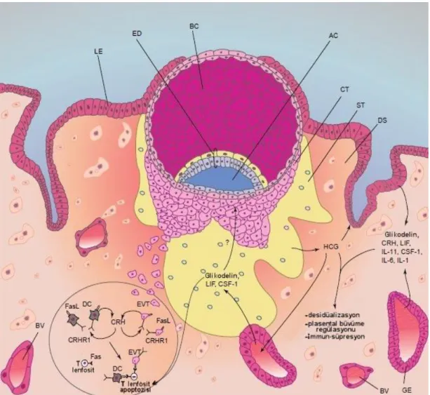 Şekil 2.9. İmplantasyon embriyo-endometrium diyaloğu [126]  