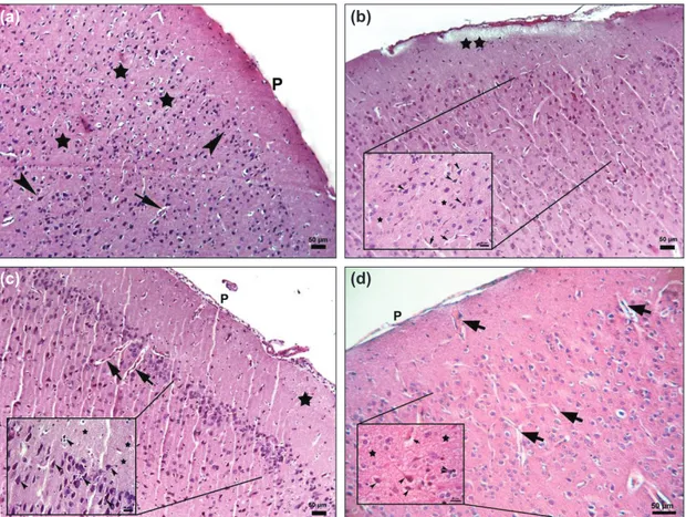 Figure 1. Photomicrograph of the control and trauma groups (a) Control group: The parenchymal features of the cor- cor-tex morphology appeared normal, P: Piamater, Stars: neurophil, Arrowheads: neurons, Arrows: blood vessels, x10,  Bar:50 µm; (b-d) Trauma 