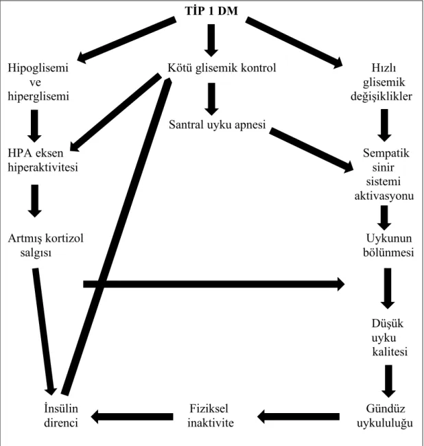 Şekil 2.4. Tip 1 DM ve uyku arasındaki kısır döngü yolakları (9) TİP 1 DM 