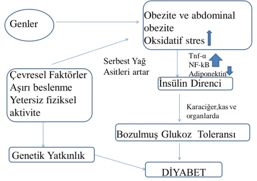 Şekil 2.5.1. Tip 2 diyabetin patogenezi (21)