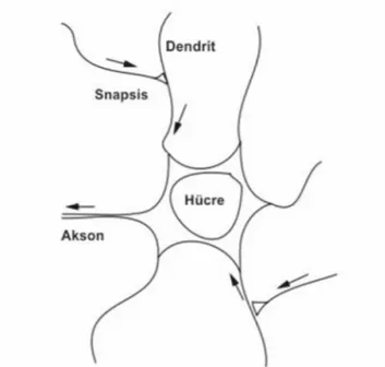 Şekil 3.2 Biyolojik sinir hücresi – nöron [54] 