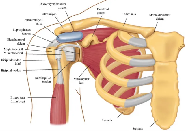 Şekil 2. Omuzun basit anatomisinin önden görünümü (UpToDate Graphic 81764 Version 2.0) 