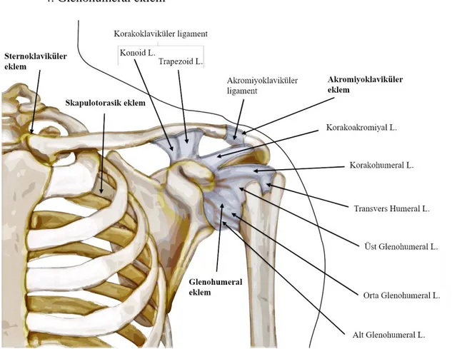 Şekil  5.  Omuz  kuşağının  eklemleri  ve  ligamentleri.  (“http://hywel-williams.co.uk/uploads/images/ 