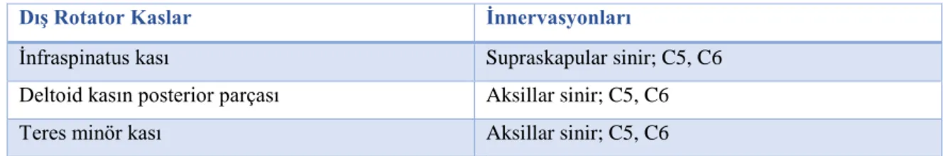 Tablo 4. Omuzun addüktör kasları. 