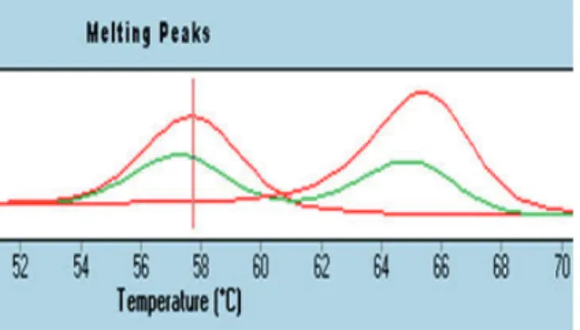 Fig.  1.  Melting  Curve  Analysis  UCP1  -3826A/G 