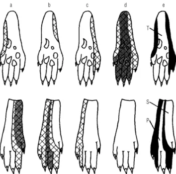 Fig. 2.   A typical compound picture of nociceptive innervation fields of  the examined peripheral nerves