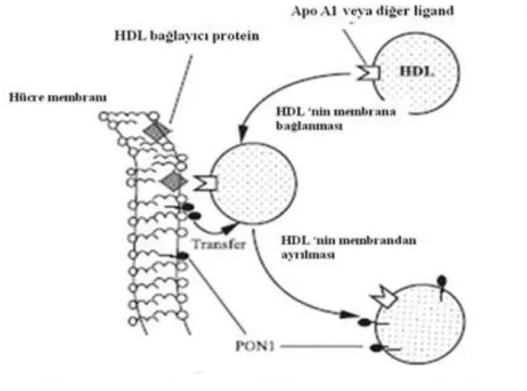 Şekil 2.5. PON1’in hücreden HDL aracılı salınımı 
