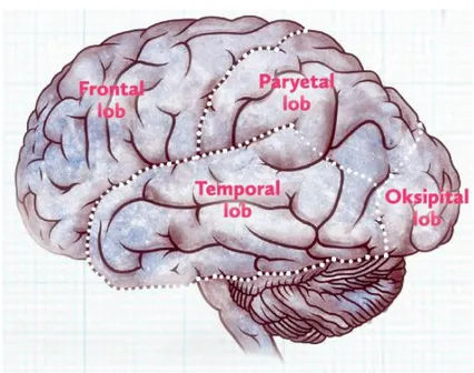 Şekil 2.2 Beyin lobları [32]  2.2.  Elektroensefalografi 