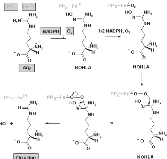 Şekil 1      L-arjininin NO sentetaz tarafından L-sitrulin ve NO’e metabolize edilmesi 