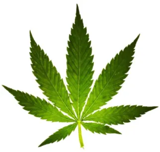 Şekil 2.2. Kannabinoidlerin elde edildiği marihuana bitkisi; Kannabis sativa linnaeus
