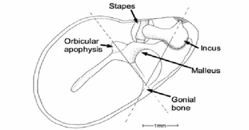 Şekil 1: Sıçan orta kulağı lateralden, timpanik membran kaldırılmıĢ olarak izleniyor.   