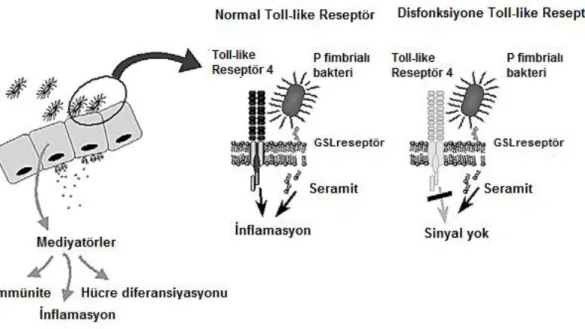 Şekil 2.4. Üroepitelyal hücrelere bakteriyel invazyon ve transmembran TLR4 aracılı sinyal  yolu  ( Wullt B, Bergsten G, Fischer H, Godaly G, Karpman D, Leijonhufvud I, Lundstedt AC, Samuelsson  P, Samuelsson M, Svensson ML, Svanborg C, ed
