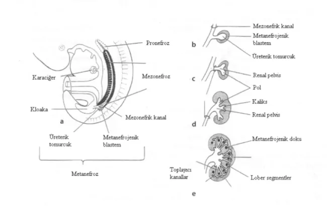 Şekil 2.1. Böbreklerin intrauterin gelişim dönemleri.  a, 5 haftalık embriyo. Pronefroz, mezonefroz;  b-e,  Metanefroz’un  gelişimi  (Becker  W,  Meller  J,  Zappel  H,  Leenen  A,  Seseke  F:  Imaging  in  Paediatric  Urology