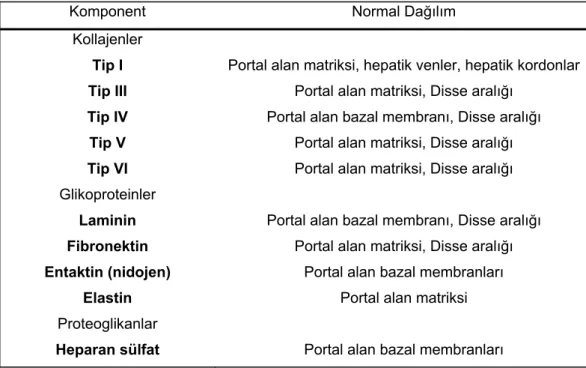 Tablo 2 : Ekstraselüler matriks komponentleri (Martinez, Hernandez &amp; Amenta) 63
