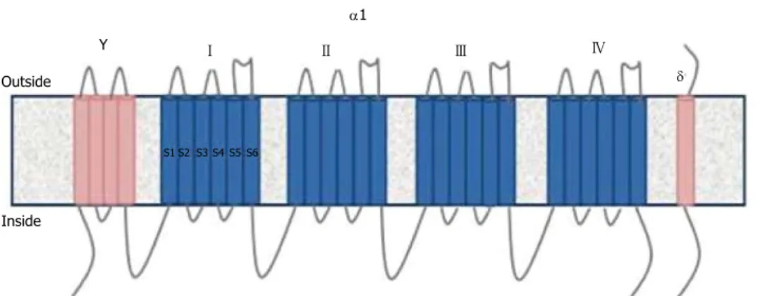 Figure 1  The structure of Voltage gated calcium channels.
