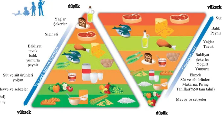 ġekil 2.3.2. Çift Piramit Modeli 