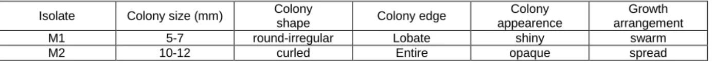 Table 2. Characteristics of M1 and M2 isolates on agar plate.  Isolate  Colony size (mm)  Colony 