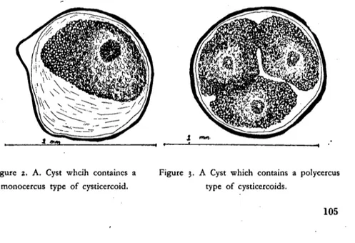 Figure ı. A. Cyst whcih eontaines a monoeereus type of eystieereoid.