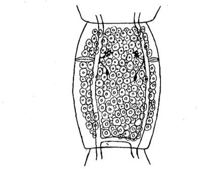 Figure 5. The gravid segment of J oyeuxia pasqualei.