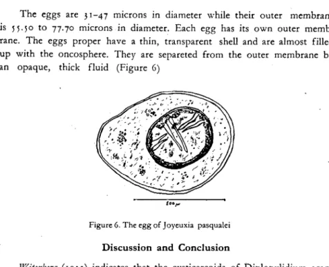 Figure 6. The egg of Joyeuxia pasqualei