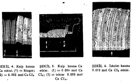 ŞEKIL 6. İskelet kasıoa 0.015 mol Ca CI. etkisi.