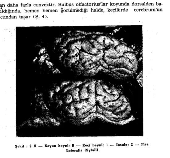 Şekil : 2 A _ Koyun beyni: B - Keçi beyni: ı - İnsulcr: 2 - Fiss.