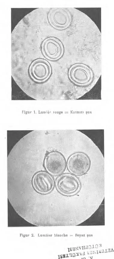 Figur 1. Lumi Ğ r rouge  K ı rm ı z ı  ş ua 