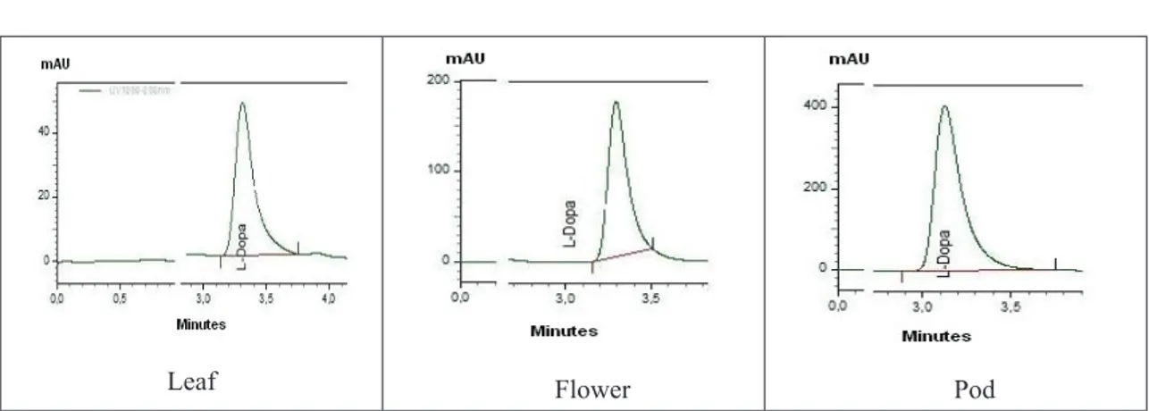 Figure 2- L-Dopa amount (mg kg -1 ) in leaf, flower 