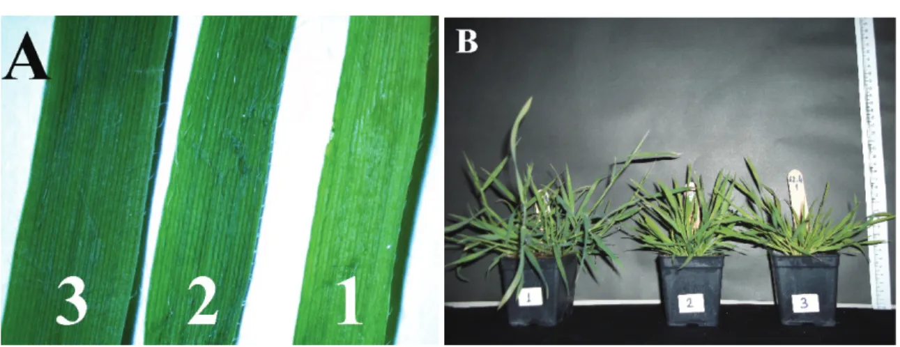 Figure 4- A, the color tones of leaves and their numbers: 3, dark green; 2, green; 1, light green; B, plants having  different colors