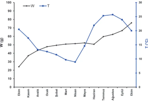 Şekil 2- Ekim 2010–Ekim 2011 arası istavrit balıklarının ağırlık artışı ve ortalama deniz suyu sıcaklığı değişimi  Figure 2- Growth performance of Mediterranean horse mackerel and mean seawater temperature during the trial 