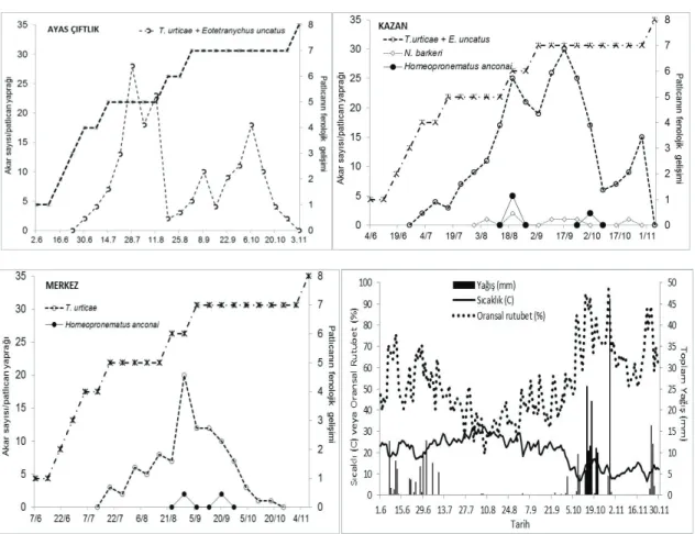 Figure 1- Mite population fluctuation on eggplants, climatic data, eggplant phenological development (1, premature  seedling; 2, vegative development; 3, blooming begining period; 4, full blooming period and fruit formation; 5, full  blooming period and fr