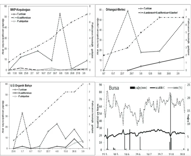 Figure 3- Mite population fluctuation on eggplants, climatic data, eggplant phenological development (1, premature  seedling; 2, vegative development; 3, blooming begining period; 4, full blooming period and fruit formation; 5, full  blooming period and fr