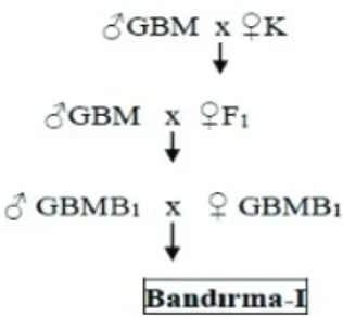 Figure 1- The breeding scheme to form Bandırma-I  genotype