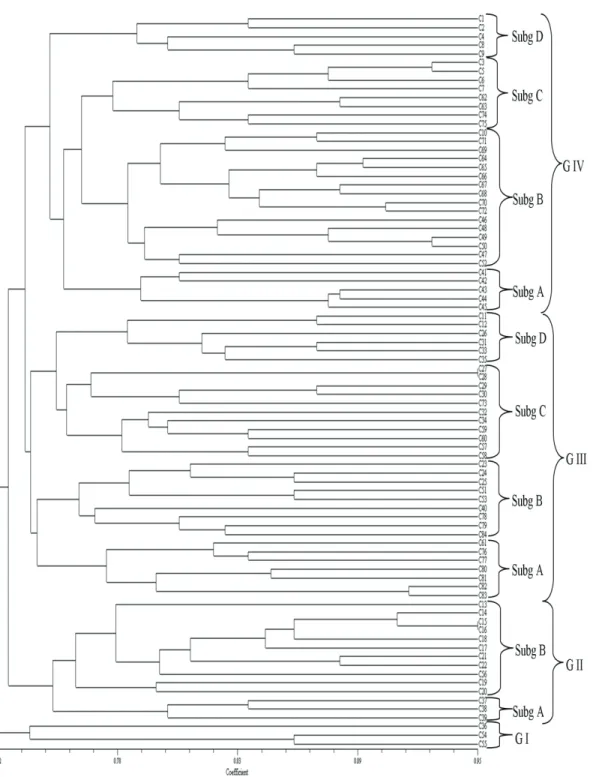 Figure 1- Dendrogram tree of 84 barley landraces; Subg, subgroups; G, groups