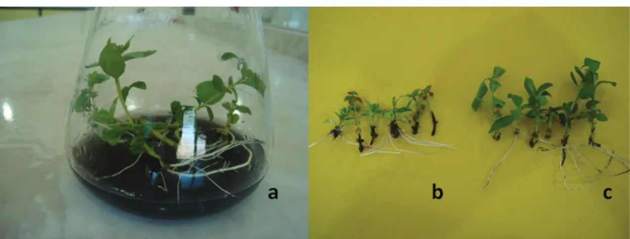 Figure 2- In vitro rooting of myrtles. a) microshoots rooted on ½ MS medium containing 1 mg L -1  IBA + 2  g L -1  AC; b) unhealthy shoots and darkened area on the shoot base at treatments without AC; c) healthy  shoots and little darkened area on the shoo