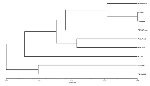 Figure 3- Dendrogram of the hybrids along with their inbred parents developed from SSR data