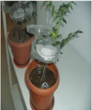 Şekil  1-  Petri  kapları  içine  alınan  domates  bitkisi  yaprakları