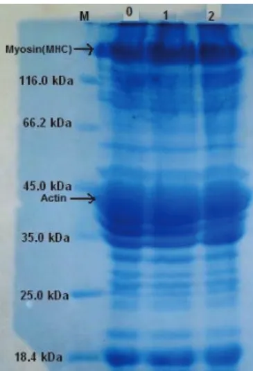 Figure  1-  The  comparison  of  total  proteins  of  weekly stored (+4 °C) raw rainbow trout samples  in SDS-PAGE (M, marker; 0, control; 1, 1 st  week; 