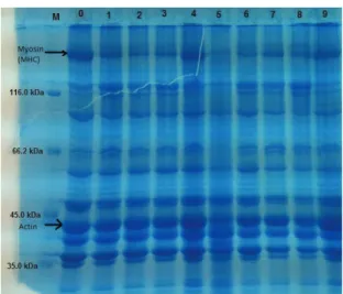 Figure 3- The comparison of total proteins of weekly  stored  (+4  °C)  smoked  rainbow  trout  samples  in  SDS-PAGE (M, marker; 0, control; 1, 1st week; 2,  2 nd  week; 3, 3 rd  week; 4, 4 th  week; 5, 5 th  week; 6, 6 th