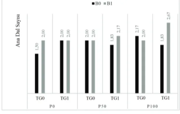 Şekil  2-  Bakteri,  fosfor  ve  tavuk  gübresi  uygulamalarının  Macar  fiğinde  ana  dal  sayısı  üzerine kombine etkisi; B x P x TG