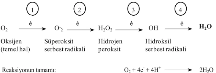 Şekil 1- Oksijenin mono elektron redüksiyonu ile H 2 O’ya indirgenmesi (Acar 1999)
