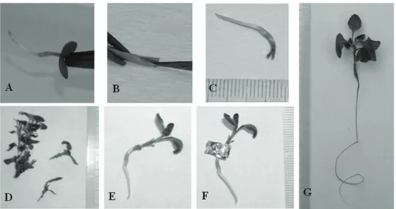 Figure 1- Micrografting procedure of interstock ‘OHxF 333’ on Pyrus elaeagrifolia seedling under aseptic  conditions